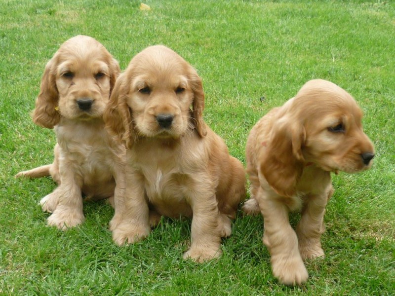 33 Gino, Gapy, Gina.JPG